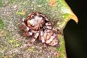 Euryattus_bleekeri_F0742_Z_78_Palmerstone park_Australie
